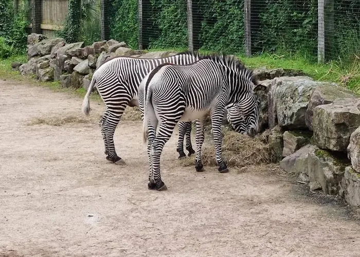 Apartman Cosy - Normandy Sourdeval